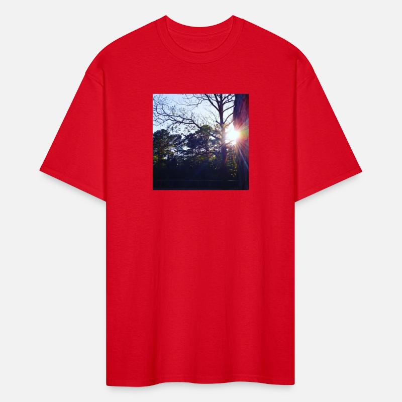 Evening Trees at Park