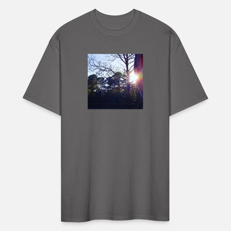 Evening Trees at Park