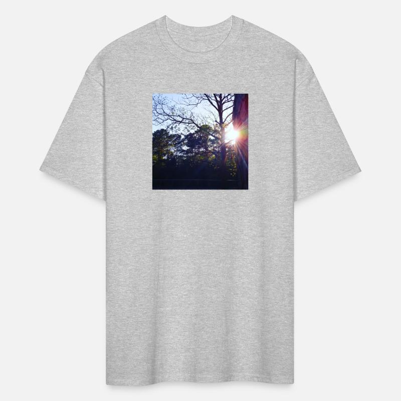 Evening Trees at Park